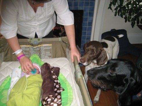 Baxter and Robah meet/sniff Jackie.