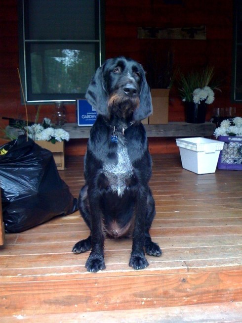 Robah didn't want to leave our cabin at the end of Sarah & Eric's wedding celebration weekend in Asheville.