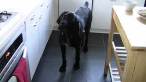 22_Robah_Thanksgiving