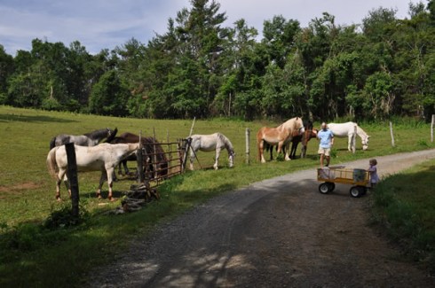 29_Jackie_Andrew_allhorses