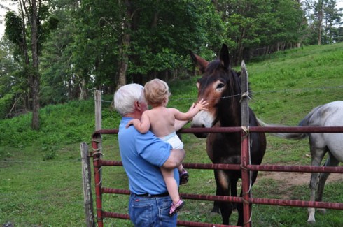 29_Jackie_Grandaddy_mule